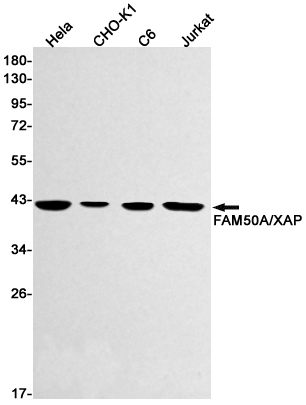 1 - FAM50A Rabbit mAb AP75424