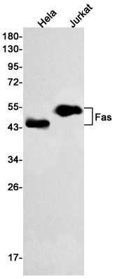 2 - Fas Rabbit mAb AP75427