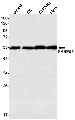 2 - FKBP52 Rabbit mAb AP75441