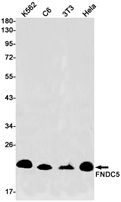 1 - FNDC5 Rabbit mAb AP75444