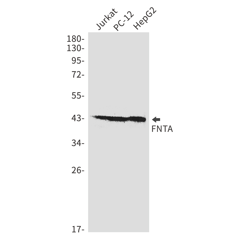 1 - FNTA Rabbit mAb AP75445