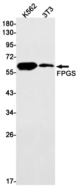 4 - FPGS Rabbit mAb AP75454