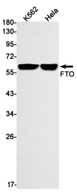 1 - FTO Rabbit mAb AP75459