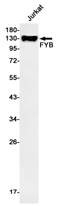 1 - FYB Rabbit mAb AP75463