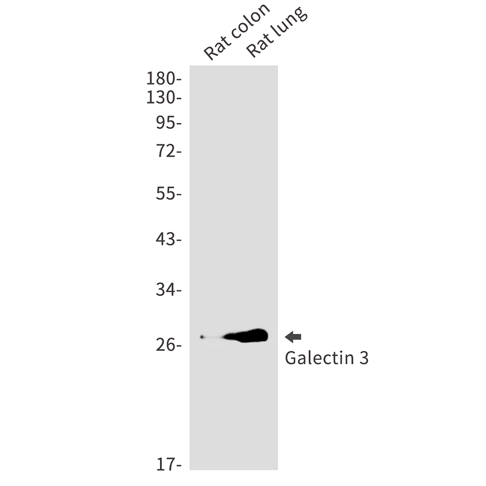 8 - Galectin 3 Rabbit mAb AP75473