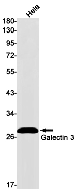 8 - Galectin 3 Rabbit mAb AP75474