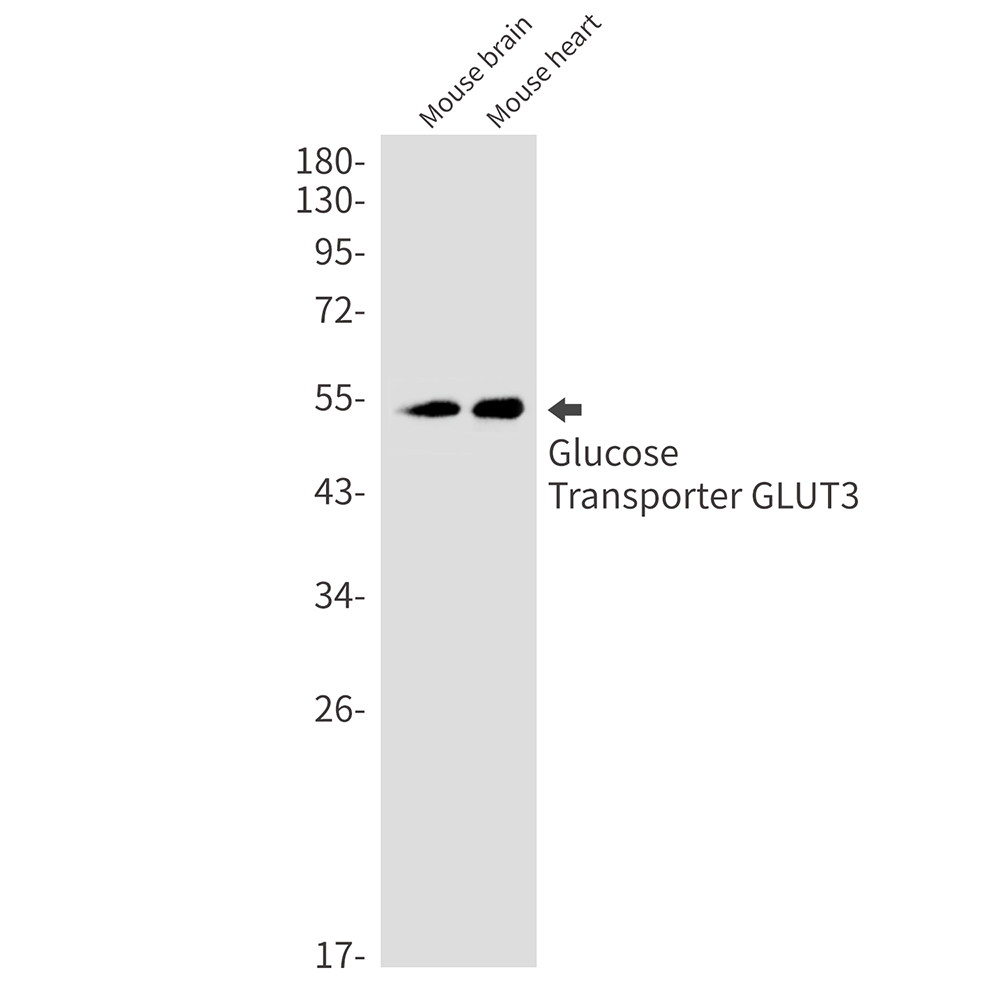 1 - Glucose Transporter GLUT3 Rabbit mAb AP75495