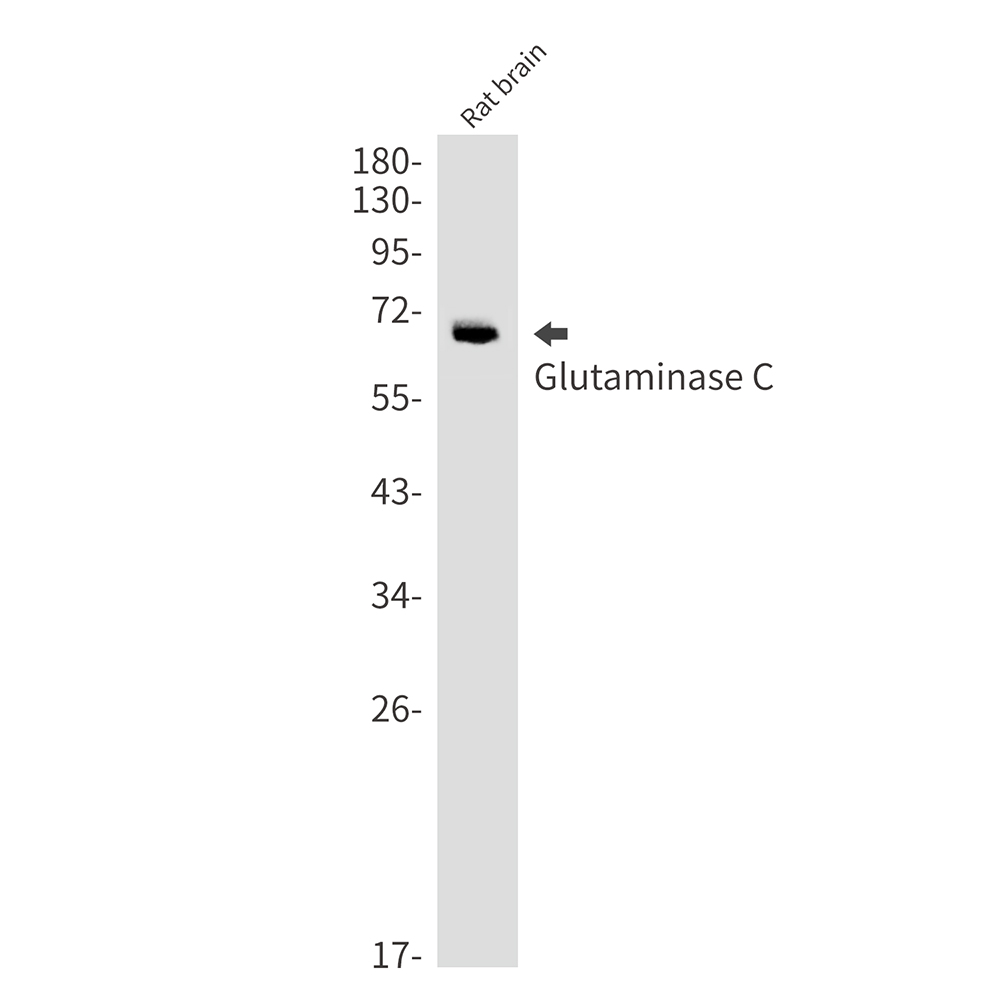 8 - Glutaminase Rabbit mAb AP75496