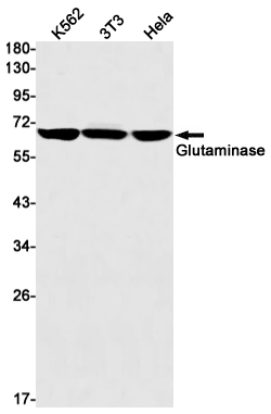 4 - Glutaminase Rabbit mAb AP75496