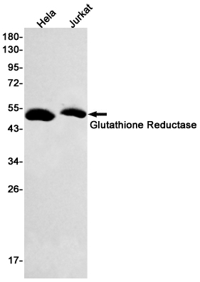 1 - Glutathione Reductase Rabbit mAb AP75499