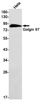 1 - Golgin 97 Rabbit mAb AP75511