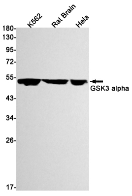8 - GSK3 alpha Rabbit mAb AP75520