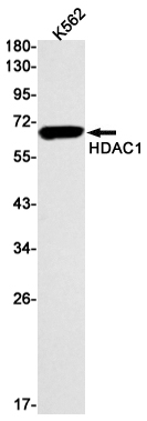 3 - HDAC1 Rabbit mAb AP75529