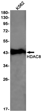 1 - HDAC8 Rabbit mAb AP75533