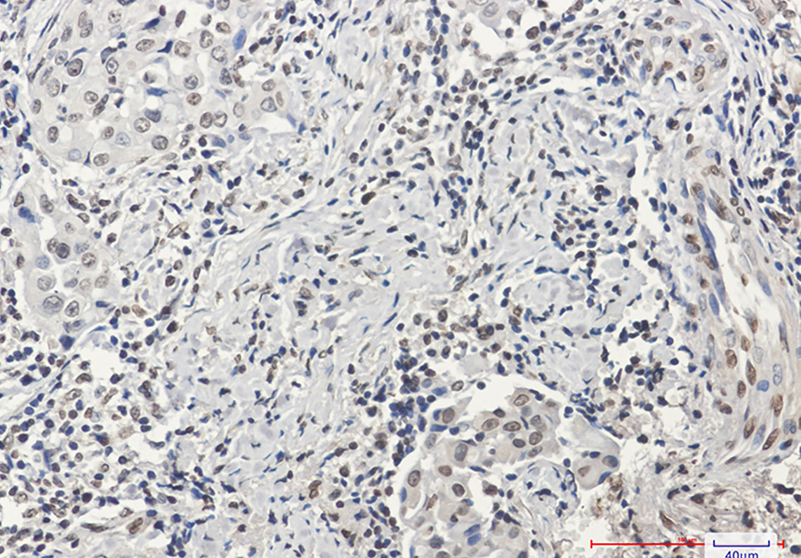 2 - Histone H3 Rabbit mAb AP75547