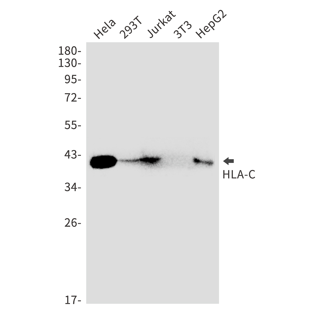 1 - HLA C Rabbit mAb AP75551