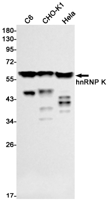 2 - hnRNP K Rabbit mAb AP75563
