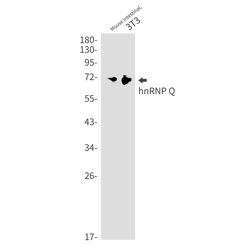 1 - hnRNP Q Rabbit mAb AP75565