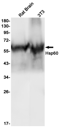 1 - Hsp60 Rabbit mAb AP75582