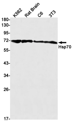 1 - Hsp70 Rabbit mAb AP75583