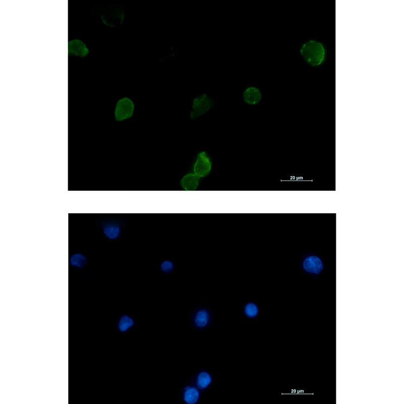 1 - IFITM1 Rabbit mAb AP75594