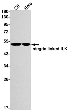 2 - ILK Rabbit mAb AP75626