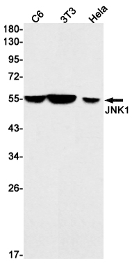 1 - JNK1 Rabbit mAb AP75638