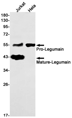 1 - LGMN Rabbit mAb AP75671