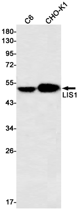 1 - LIS1 Rabbit mAb AP75675