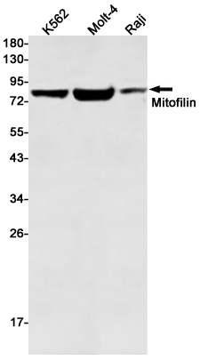 1 - Mitofilin Rabbit mAb AP75722