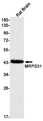 1 - MRPS31 Rabbit mAb AP75738