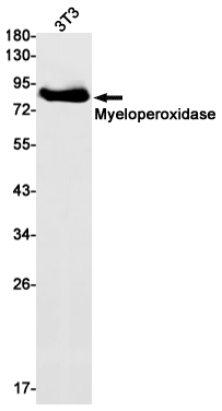 1 - Myeloperoxidase Rabbit mAb AP75764
