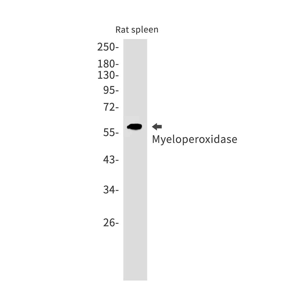1 - Myeloperoxidase Rabbit mAb AP75765