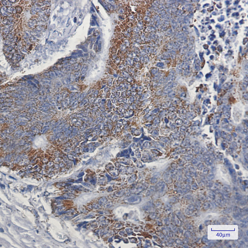 4 - NDUFB9 Rabbit mAb AP75785