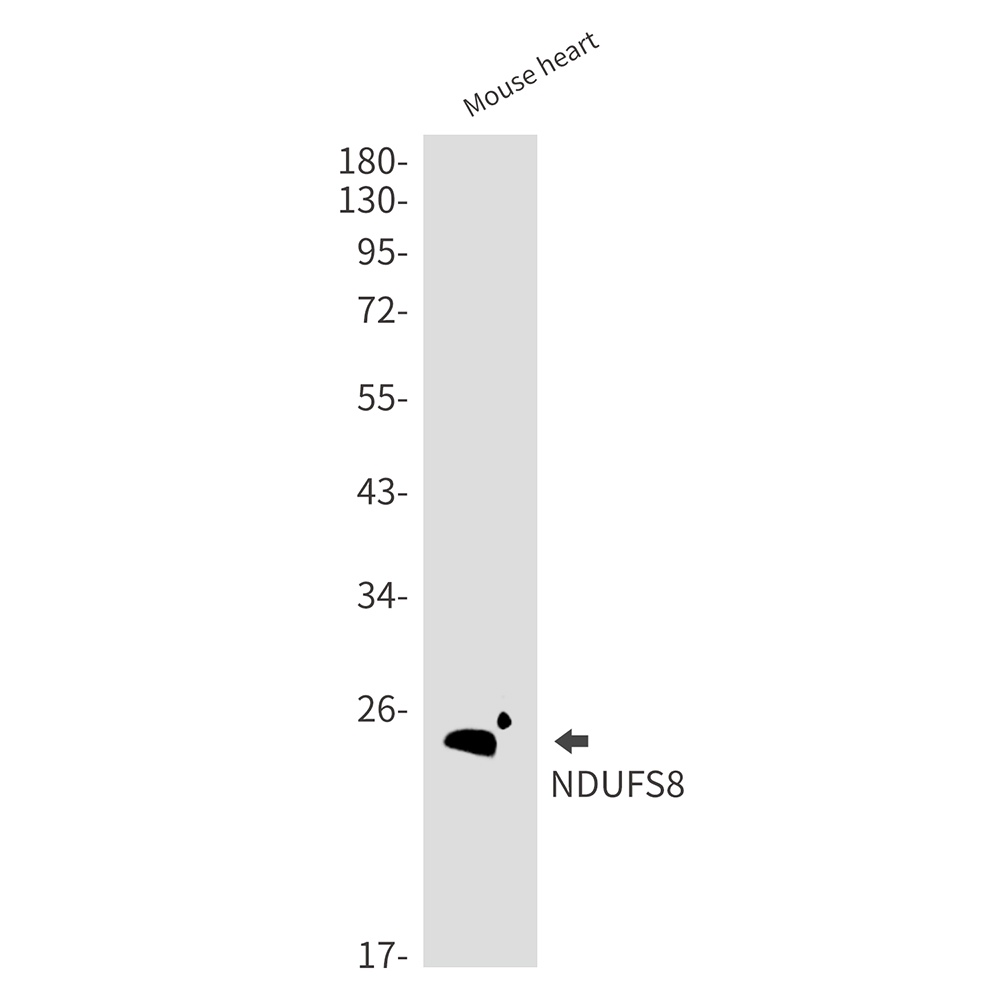 1 - NDUFS8 Rabbit mAb AP75790