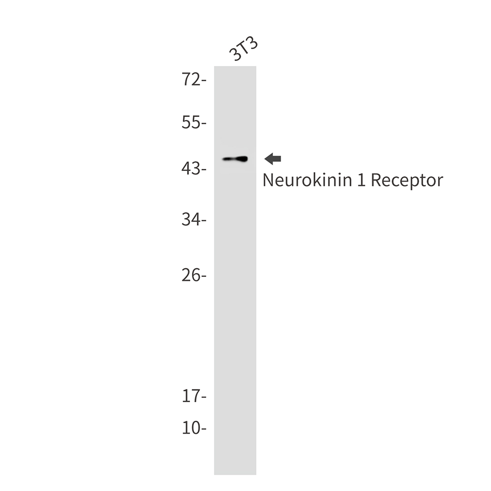 1 - Neurokinin 1 Receptor Rabbit mAb AP75802