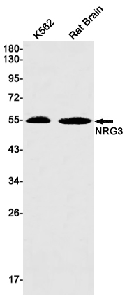 1 - NRG3 Rabbit mAb AP75822