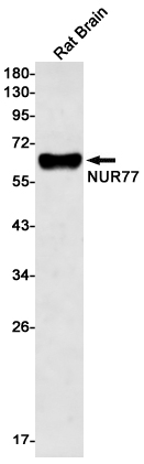 1 - NUR77 Rabbit mAb AP75835