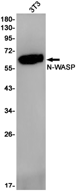 1 - N WASP Rabbit mAb AP75836