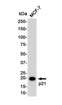 1 - p21 Rabbit mAb AP75848