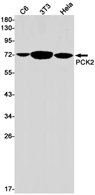 2 - PCK2 Rabbit mAb AP75876