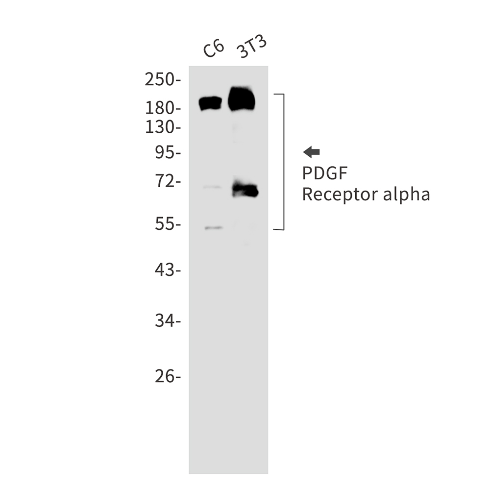 1 - PDGFR alpha Rabbit mAb AP75881