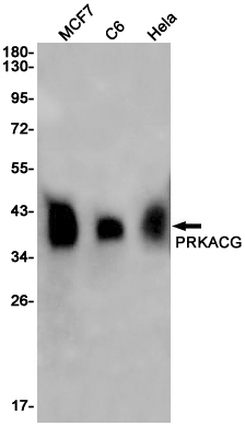 0 - PRKACG Rabbit mAb AP75950