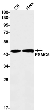 2 - PSMC5 Rabbit mAb AP75971