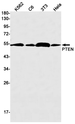 1 - PTEN Rabbit mAb AP75973