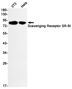 2 - SR-BI Rabbit mAb AP76058