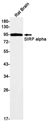 8 - SIRP alpha Rabbit mAb AP76083