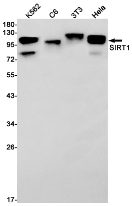1 - SIRT1 Rabbit mAb AP76084