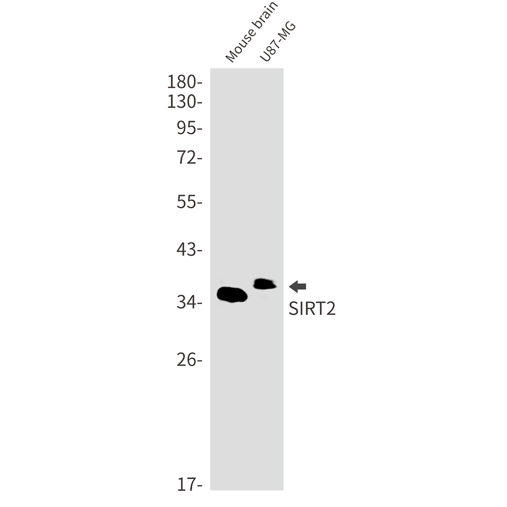 1 - SIRT2 Rabbit mAb AP76085
