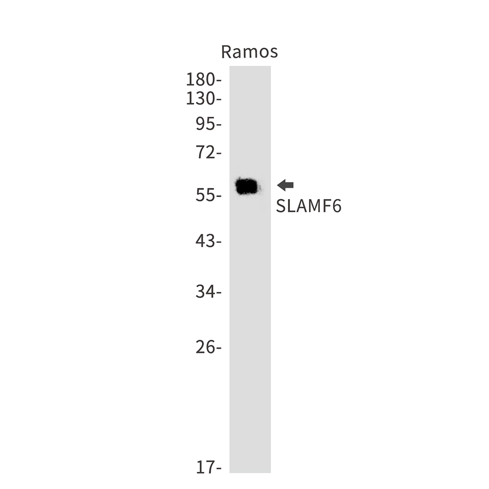 1 - SLAMF6 Rabbit mAb AP76089